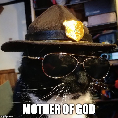 MOTHER OF GOD | image tagged in cats,funny,movie quotes,supertroopers | made w/ Imgflip meme maker
