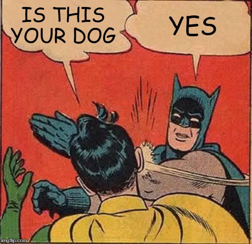 Batman Slapping Robin Meme | IS THIS YOUR DOG YES | image tagged in memes,batman slapping robin | made w/ Imgflip meme maker