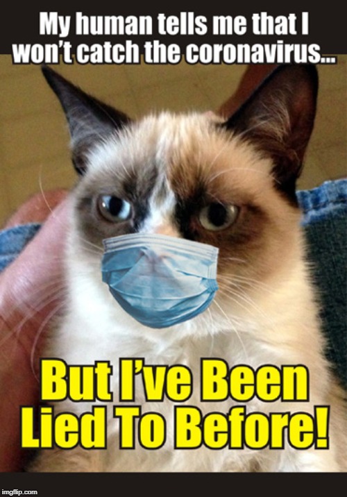 Suspicious Grumpy Cat | image tagged in grumpy cat,coronavirus,funny meme | made w/ Imgflip meme maker