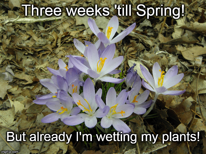 Crocus | Three weeks 'till Spring! But already I'm wetting my plants! | image tagged in crocus,spring | made w/ Imgflip meme maker