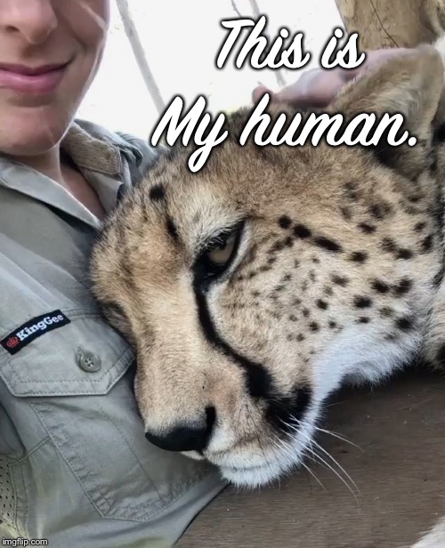 This is My human. | made w/ Imgflip meme maker