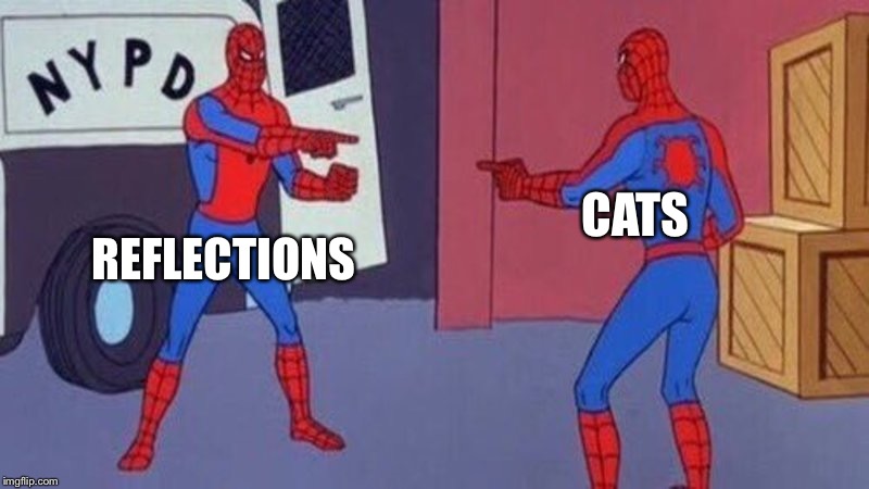 spiderman pointing at spiderman | REFLECTIONS; CATS | image tagged in spiderman pointing at spiderman | made w/ Imgflip meme maker