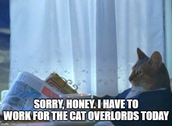 I Should Buy A Boat Cat | SORRY, HONEY. I HAVE TO WORK FOR THE CAT OVERLORDS TODAY | image tagged in memes,i should buy a boat cat | made w/ Imgflip meme maker