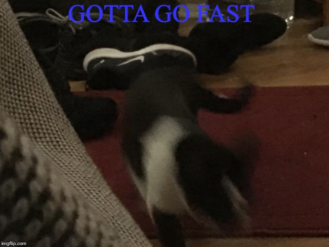 GOTTA GO FAST | image tagged in oreo,cats | made w/ Imgflip meme maker