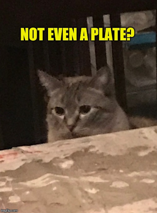 Day 19 | NOT EVEN A PLATE? | image tagged in max,quarantine,woman yelling at cat,grumpy cat not amused,covid 19 | made w/ Imgflip meme maker