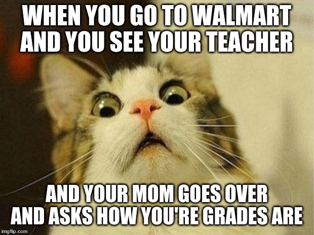Scared Cat | WHEN YOU GO TO WALMART AND YOU SEE YOUR TEACHER; AND YOUR MOM GOES OVER AND ASKS HOW YOU'RE GRADES ARE | image tagged in memes,scared cat | made w/ Imgflip meme maker