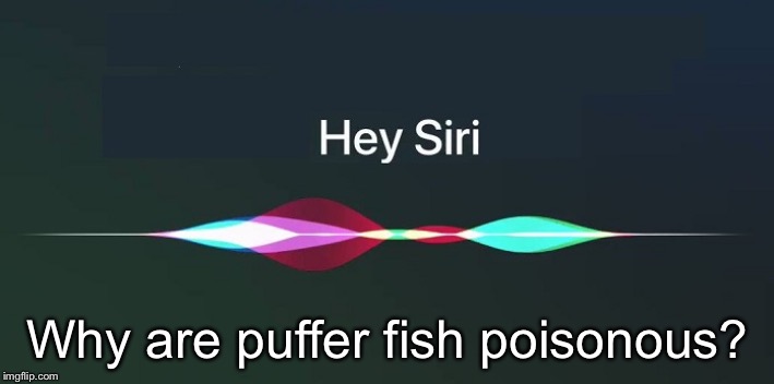 Hey Siri! | Why are puffer fish poisonous? | image tagged in hey siri | made w/ Imgflip meme maker