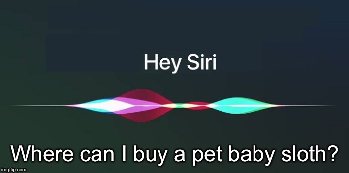 Hey Siri! | Where can I buy a pet baby sloth? | image tagged in hey siri | made w/ Imgflip meme maker