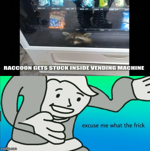 Raccoon gets stuck in vending machine. | image tagged in excuse me what the frick,memes,meme,vending machine,funny,raccoon | made w/ Imgflip meme maker