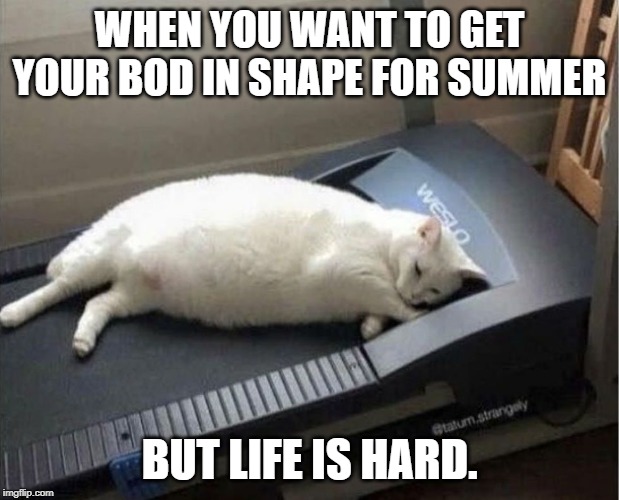 life is hard | WHEN YOU WANT TO GET YOUR BOD IN SHAPE FOR SUMMER; BUT LIFE IS HARD. | image tagged in cat hummer,gettin ready for summer,life is hard | made w/ Imgflip meme maker