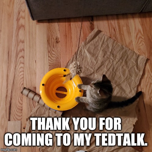 THANK YOU FOR COMING TO MY TEDTALK. | image tagged in cats,funny,funny meme,lol so funny,lol,kitten | made w/ Imgflip meme maker