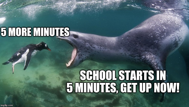 Angry Leopard Seal | 5 MORE MINUTES; SCHOOL STARTS IN 5 MINUTES, GET UP NOW! | image tagged in animals,funny | made w/ Imgflip meme maker