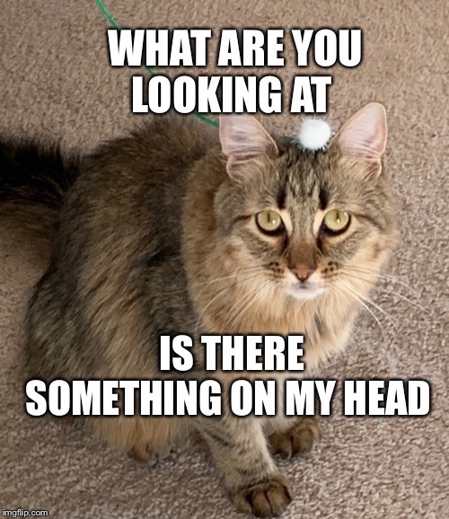 image tagged in cats | made w/ Imgflip meme maker