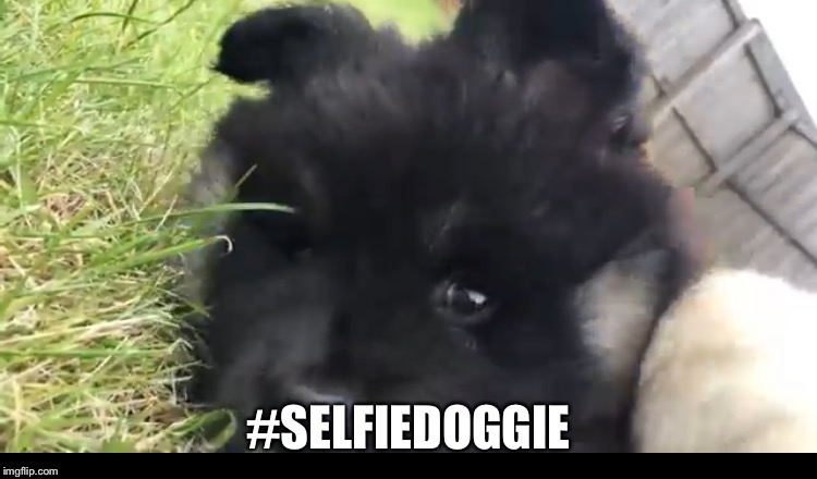 #SELFIEDOGGIE | made w/ Imgflip meme maker