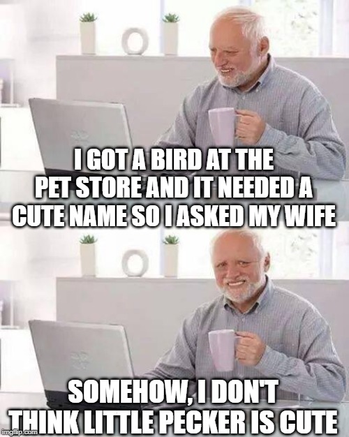 New Pet | I GOT A BIRD AT THE PET STORE AND IT NEEDED A CUTE NAME SO I ASKED MY WIFE; SOMEHOW, I DON'T THINK LITTLE PECKER IS CUTE | image tagged in memes,hide the pain harold | made w/ Imgflip meme maker
