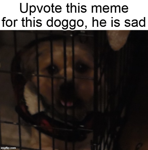 Upvote this meme for this doggo, he is sad | image tagged in sad dog | made w/ Imgflip meme maker