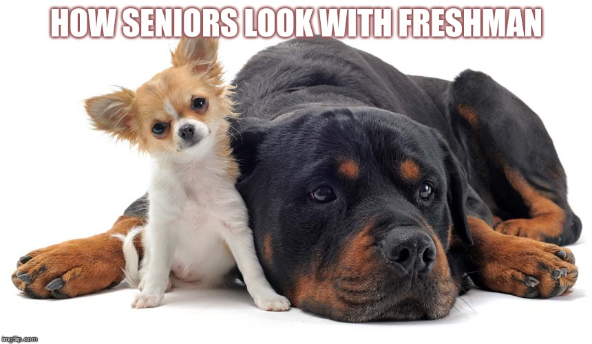 School meme | HOW SENIORS LOOK WITH FRESHMAN | image tagged in dogs | made w/ Imgflip meme maker