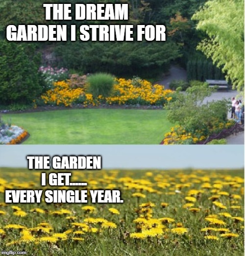 Reality garden | THE DREAM GARDEN I STRIVE FOR; THE GARDEN I GET......
EVERY SINGLE YEAR. | image tagged in reality garden | made w/ Imgflip meme maker