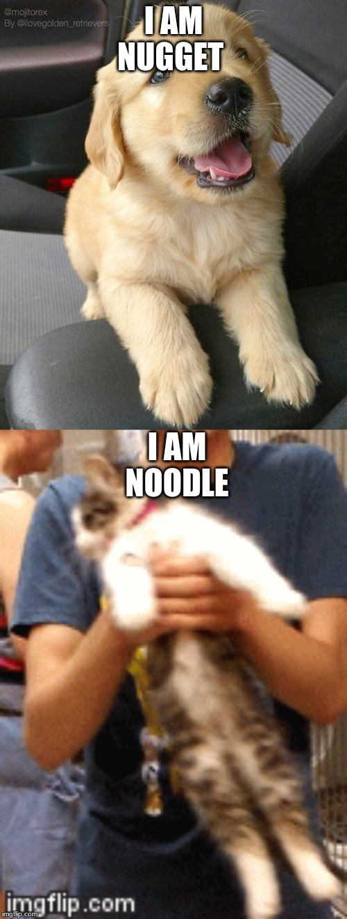 Noodle and Nugget | I AM NUGGET; I AM NOODLE | image tagged in cats,dogs | made w/ Imgflip meme maker