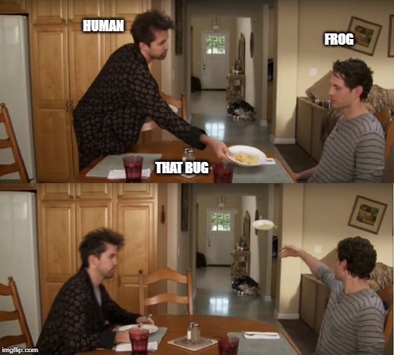 Dennis Throwing Plate | HUMAN; FROG; THAT BUG | image tagged in dennis throwing plate | made w/ Imgflip meme maker