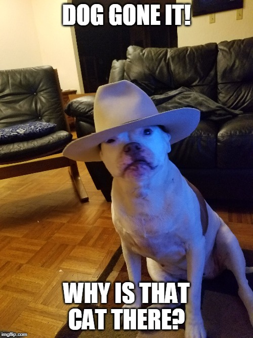 DOG GONE IT! WHY IS THAT CAT THERE? | made w/ Imgflip meme maker