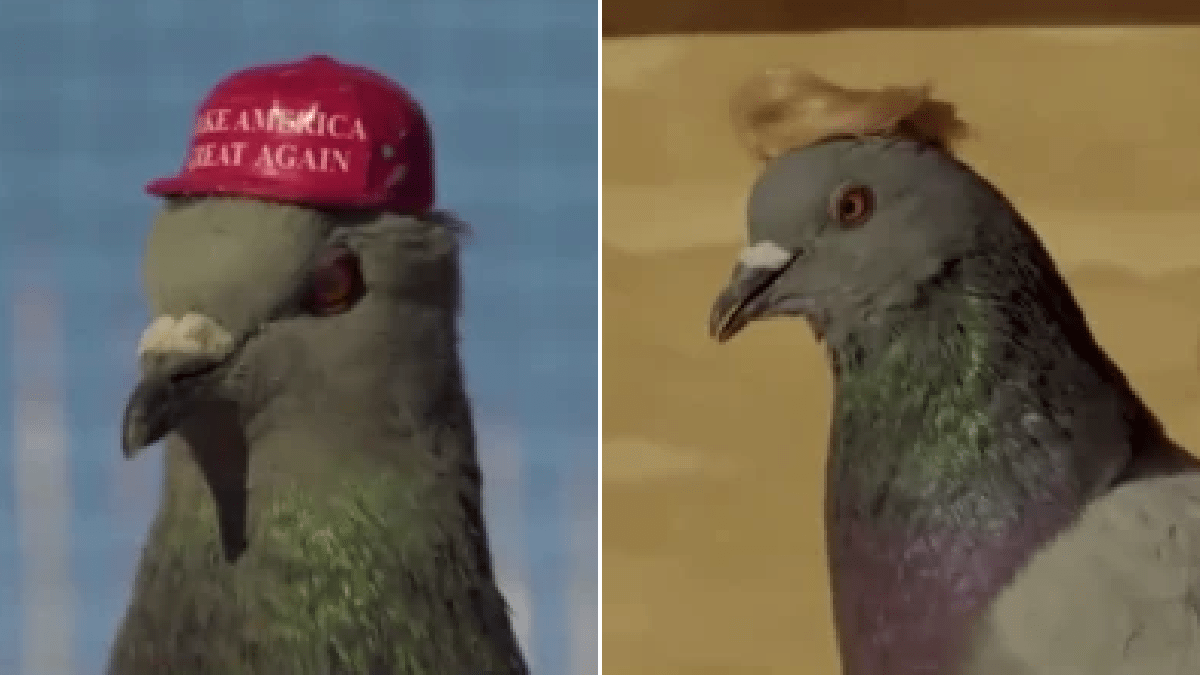 Hat and wig pigeons Blank Meme Template