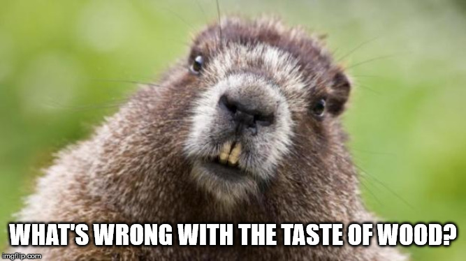 Mr Beaver | WHAT'S WRONG WITH THE TASTE OF WOOD? | image tagged in mr beaver | made w/ Imgflip meme maker