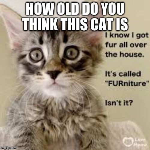 HOW OLD DO YOU THINK THIS CAT IS | image tagged in cats | made w/ Imgflip meme maker