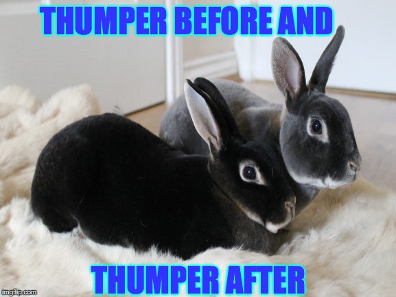 thumper bambi meme