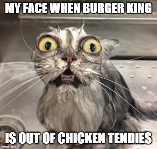 my face when burger king is out of chicken tendies | MY FACE WHEN BURGER KING; IS OUT OF CHICKEN TENDIES | image tagged in cats | made w/ Imgflip meme maker