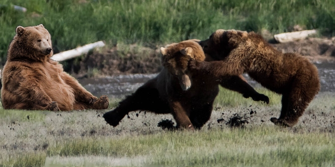 Bear Fight Blank Meme Template