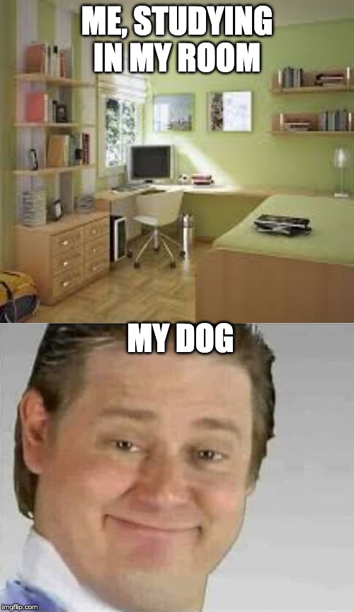 free real estate | ME, STUDYING IN MY ROOM; MY DOG | image tagged in funny,memes,it's free real estate | made w/ Imgflip meme maker