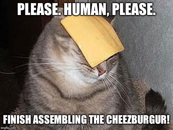 Cats with cheese | PLEASE. HUMAN, PLEASE. FINISH ASSEMBLING THE CHEEZBURGUR! | image tagged in cats with cheese | made w/ Imgflip meme maker
