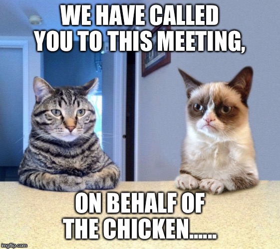 Take a seat cat and grumpy cat review | WE HAVE CALLED YOU TO THIS MEETING, ON BEHALF OF THE CHICKEN...... | image tagged in take a seat cat and grumpy cat review | made w/ Imgflip meme maker