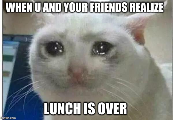 crying cat | WHEN U AND YOUR FRIENDS REALIZE; LUNCH IS OVER | image tagged in crying cat | made w/ Imgflip meme maker