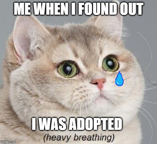 Heavy Breathing Cat Meme | ME WHEN I FOUND OUT; I WAS ADOPTED | image tagged in memes,heavy breathing cat | made w/ Imgflip meme maker