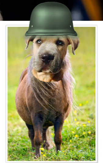 Lying Dog Faced Pony Soldier (2) Blank Meme Template