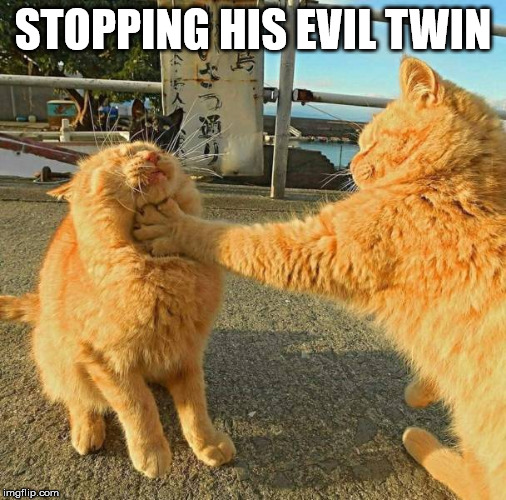 STOPPING HIS EVIL TWIN | image tagged in cats | made w/ Imgflip meme maker