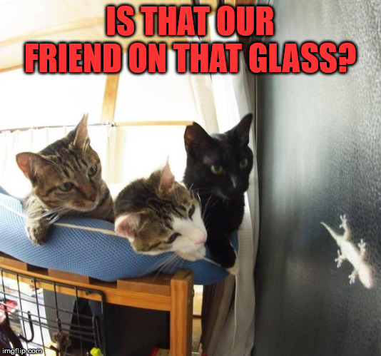 IS THAT OUR FRIEND ON THAT GLASS? | image tagged in cats | made w/ Imgflip meme maker