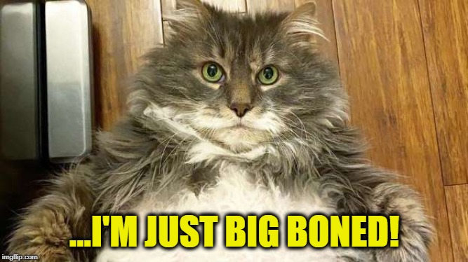 I Ain't Fat... | ...I'M JUST BIG BONED! | image tagged in cats,funny meme | made w/ Imgflip meme maker