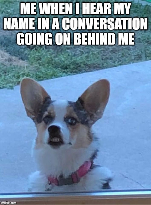 The face I make | ME WHEN I HEAR MY NAME IN A CONVERSATION GOING ON BEHIND ME | image tagged in derp dog,derp,memes,funny memes,dog,surprised dog | made w/ Imgflip meme maker