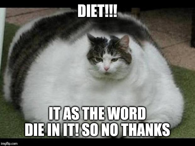 fat cat 2 | DIET!!! IT AS THE WORD DIE IN IT! SO NO THANKS | image tagged in fat cat 2 | made w/ Imgflip meme maker