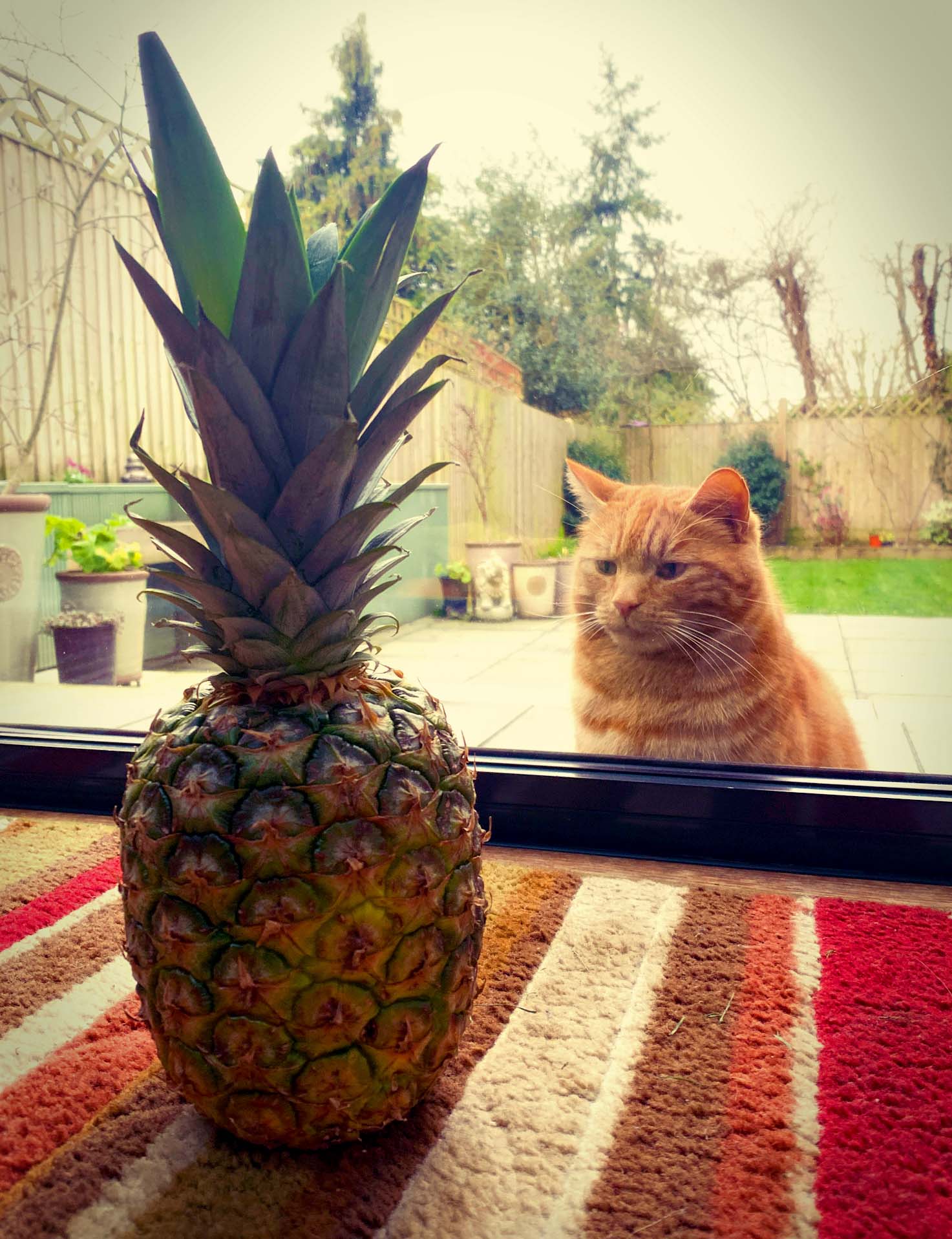 High Quality pineapple cat Blank Meme Template