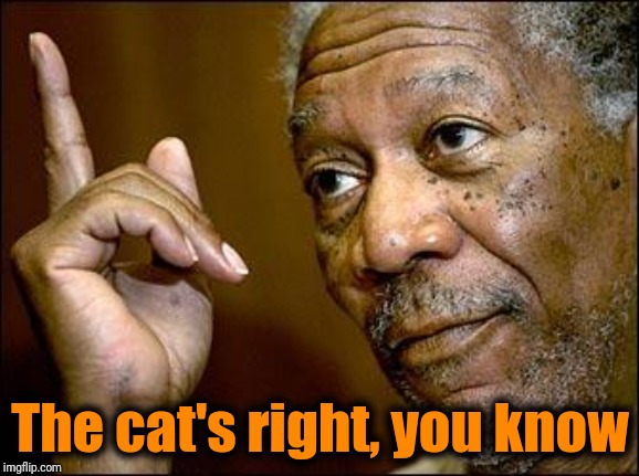 This Morgan Freeman | The cat's right, you know | image tagged in this morgan freeman | made w/ Imgflip meme maker