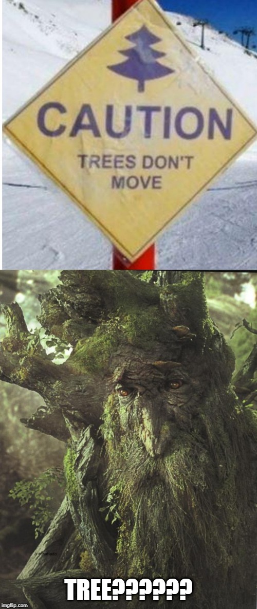 Ents About | TREE?????? | image tagged in tree beard | made w/ Imgflip meme maker