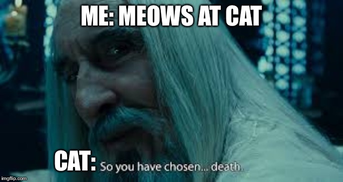 So you have chosen death | ME: MEOWS AT CAT; CAT: | image tagged in so you have chosen death | made w/ Imgflip meme maker