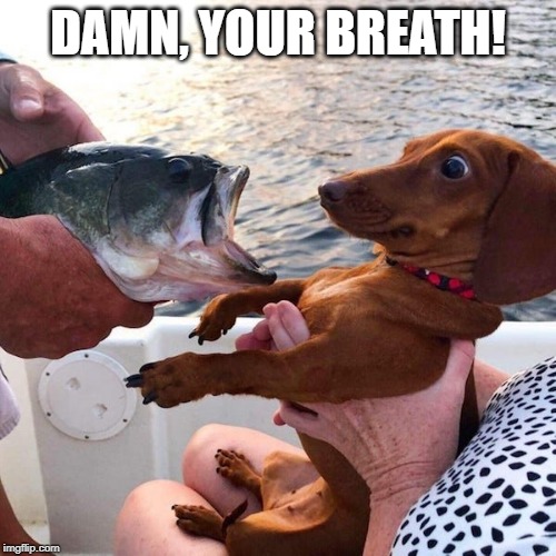 Bass to Mouth | DAMN, YOUR BREATH! | image tagged in funny dog | made w/ Imgflip meme maker