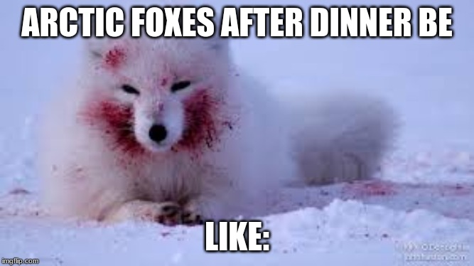 articfox | ARCTIC FOXES AFTER DINNER BE; LIKE: | image tagged in articfox | made w/ Imgflip meme maker