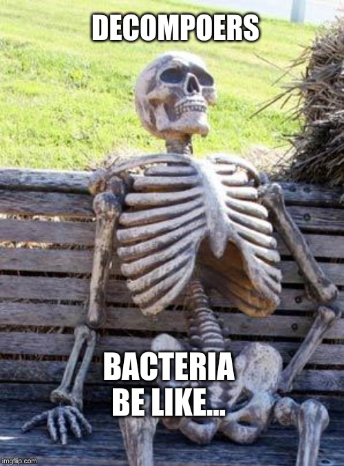 Waiting Skeleton Meme | DECOMPOERS; BACTERIA BE LIKE... | image tagged in memes,waiting skeleton | made w/ Imgflip meme maker
