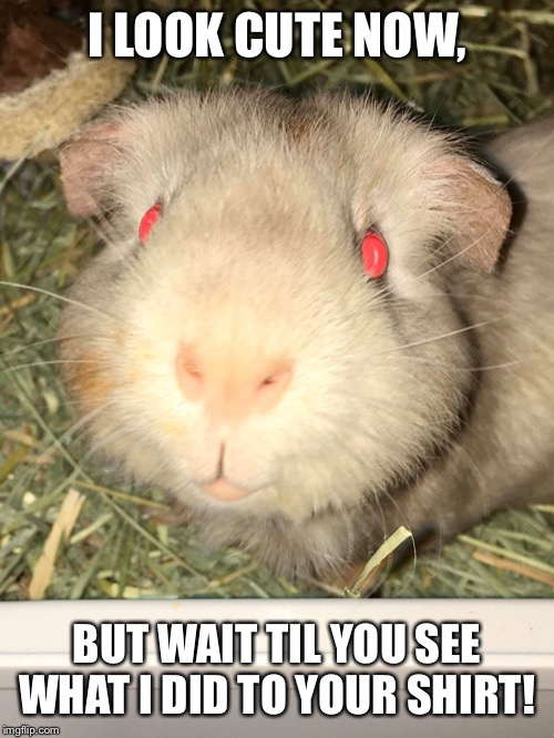 I LOOK CUTE NOW, BUT WAIT TIL YOU SEE WHAT I DID TO YOUR SHIRT! | image tagged in guinea pig | made w/ Imgflip meme maker